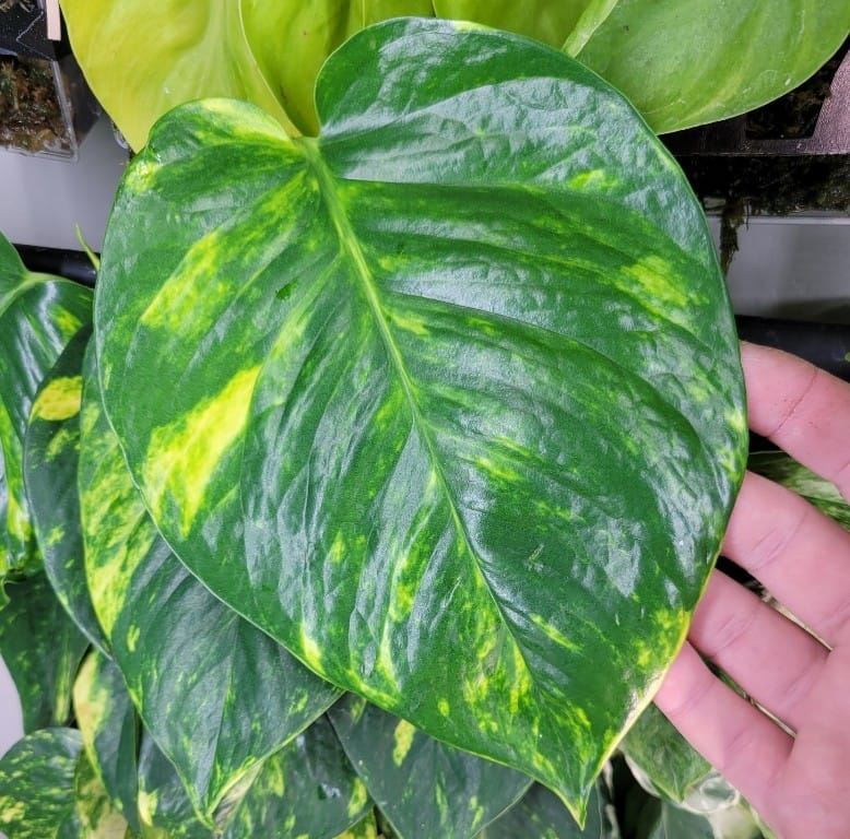 Golden Pothos