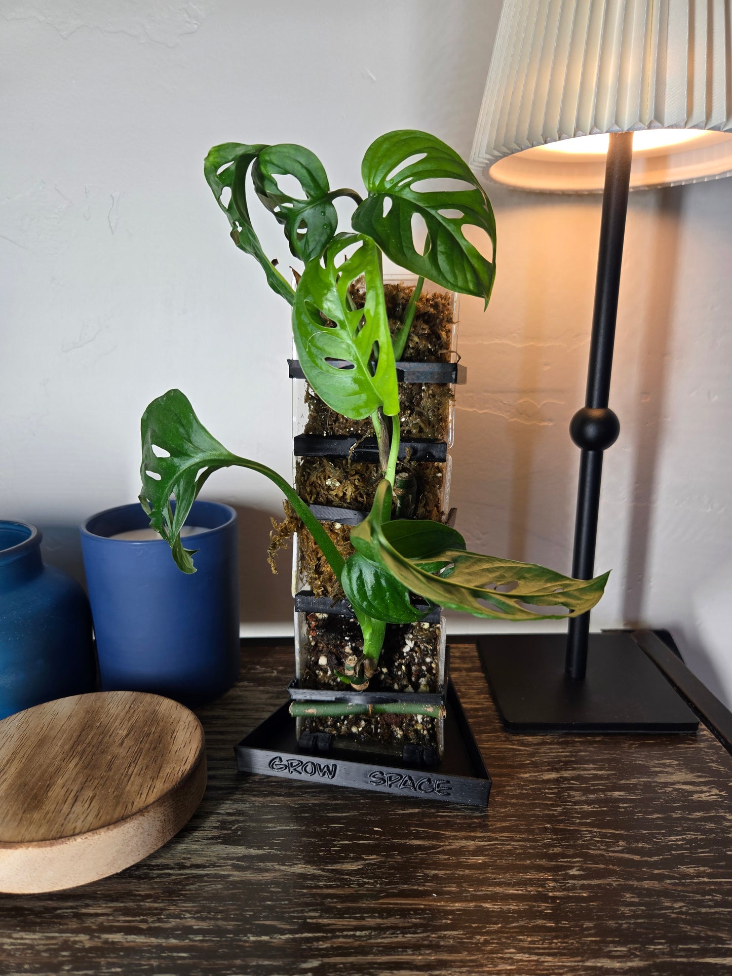 Monstera Adansonii on Moss-Totem