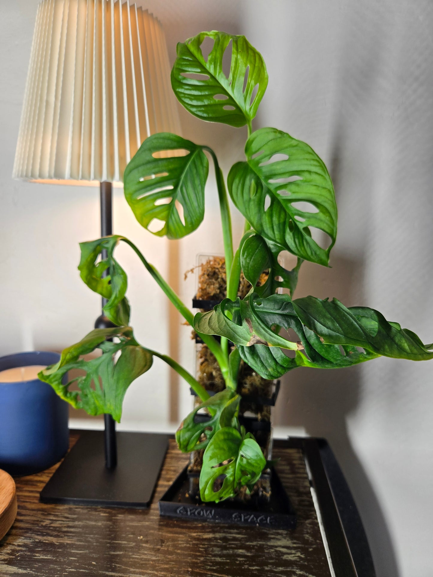 Monstera Adansonii on Moss-Totem