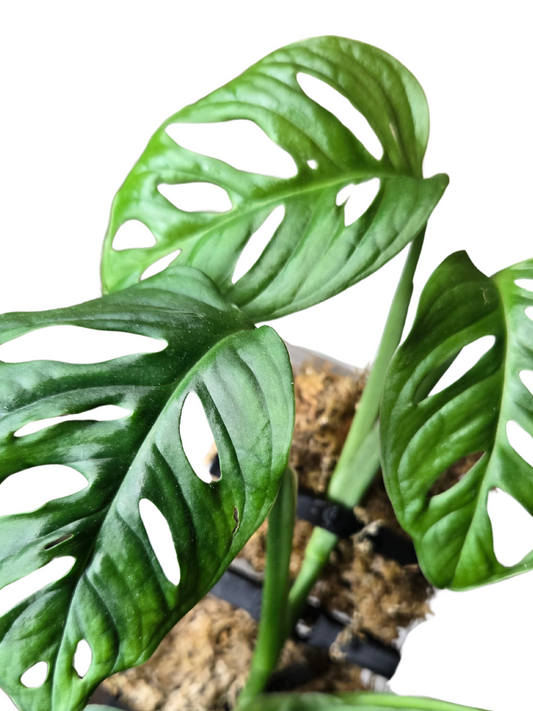 Monstera Adansonii on Moss-Totem